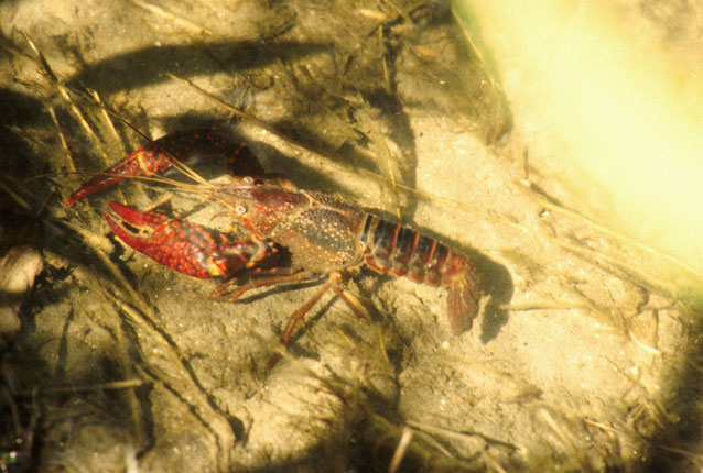寒潮降溫，小龍蝦如何安全越冬？浮標(biāo)水質(zhì)監(jiān)測告訴您答案