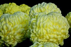 一朵菊花開出七種顏色？用手持氣象站種菊